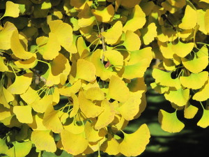 Ginkgo_leaves_(Vaires)_5